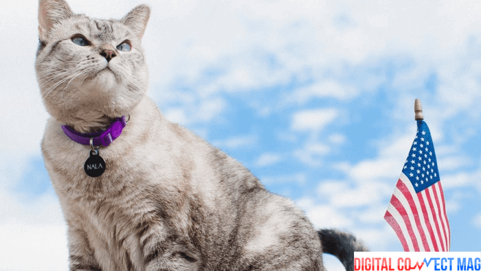 meet nala cat the instagram star with a ton of fo - tymoff (2)